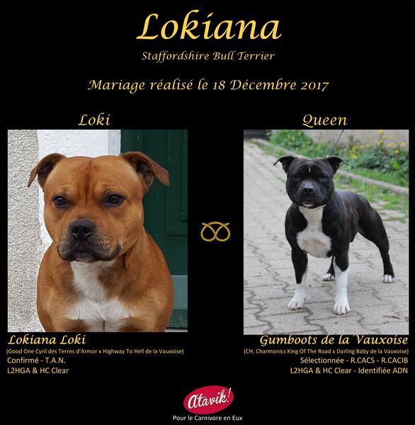 Lokiana - Staffordshire Bull Terrier - Portée née le 20/02/2018
