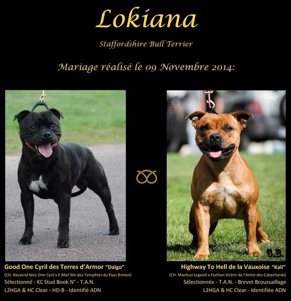 Lokiana - Staffordshire Bull Terrier - Portée née le 08/01/2015