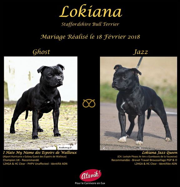 Lokiana - Staffordshire Bull Terrier - Portée née le 19/04/2018