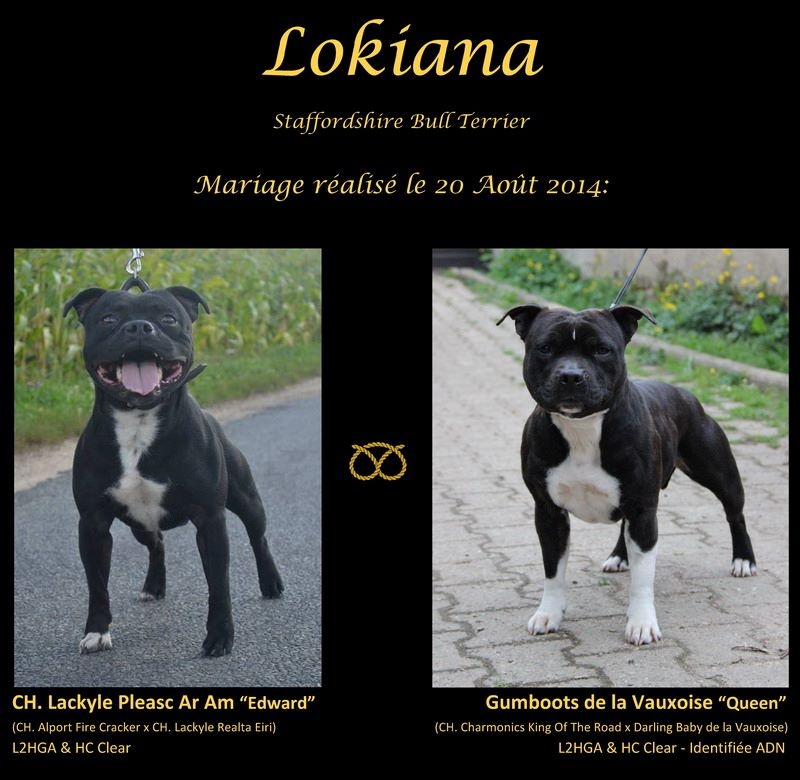 Lokiana - Staffordshire Bull Terrier - Portée née le 19/10/2014