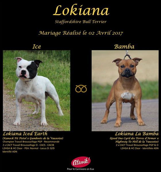 Lokiana - Staffordshire Bull Terrier - Portée née le 31/05/2017