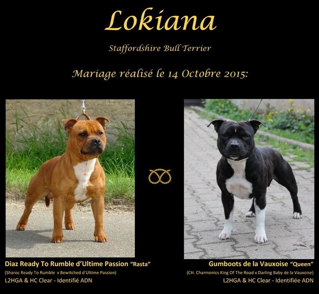 Lokiana - Staffordshire Bull Terrier - Portée née le 13/12/2015