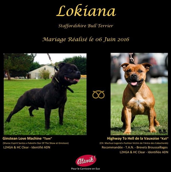 Lokiana - Staffordshire Bull Terrier - Portée née le 05/08/2016